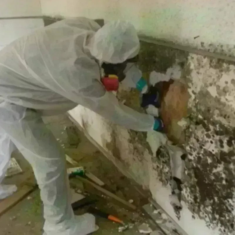 Mold Remediation and Removal in Andover, OH